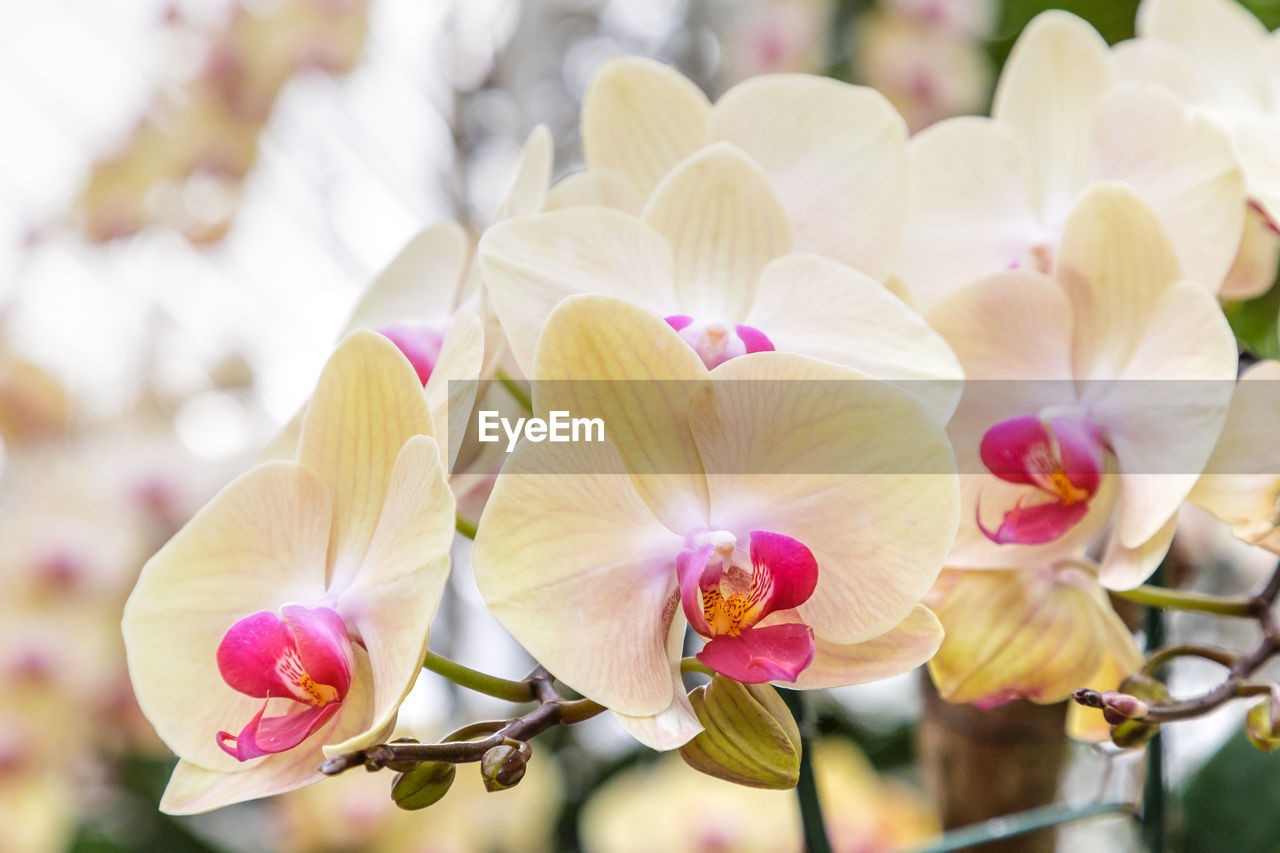 CLOSE-UP OF PINK ORCHID