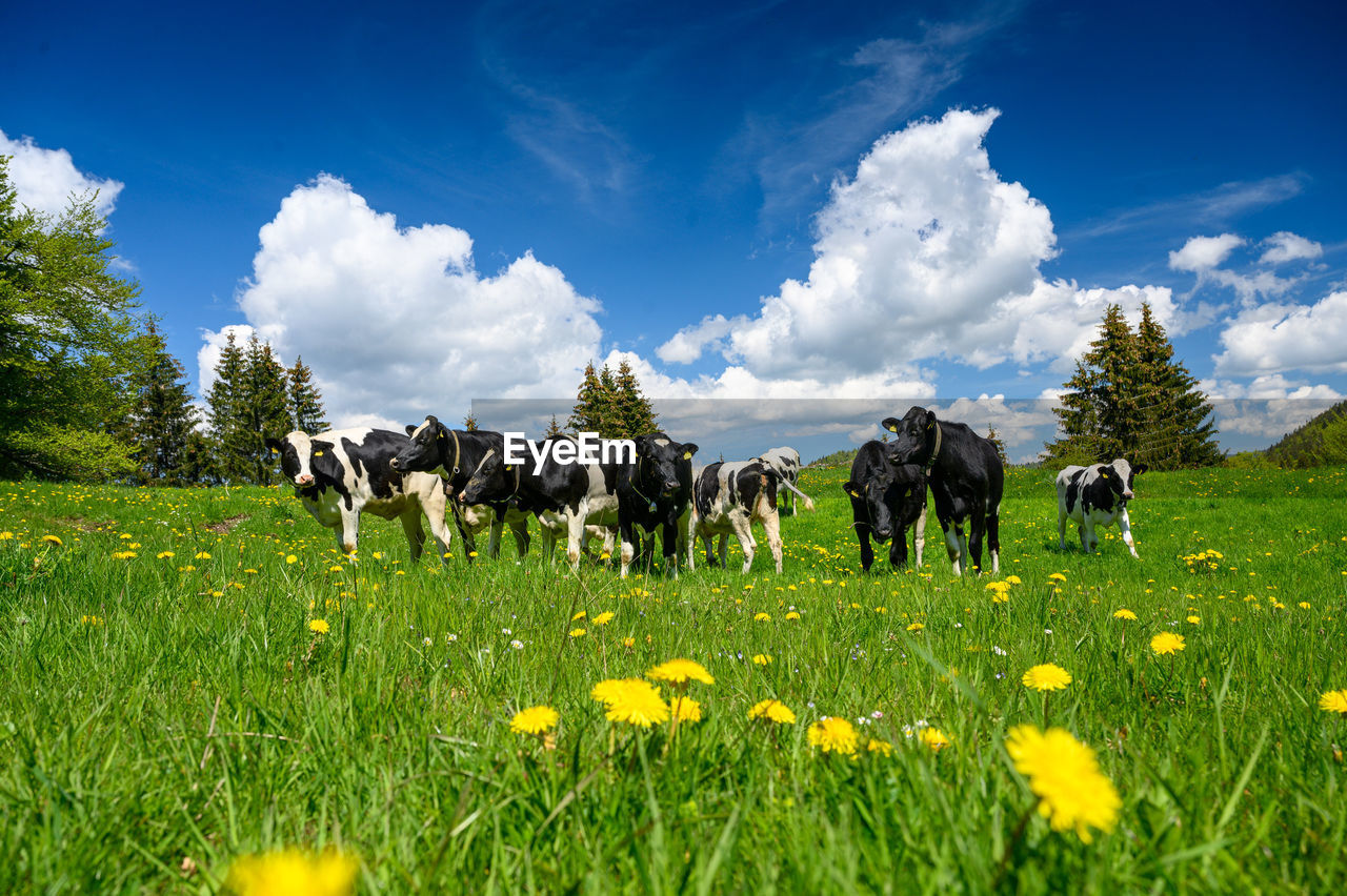 PANORAMIC VIEW OF PEOPLE ON GRASSY FIELD