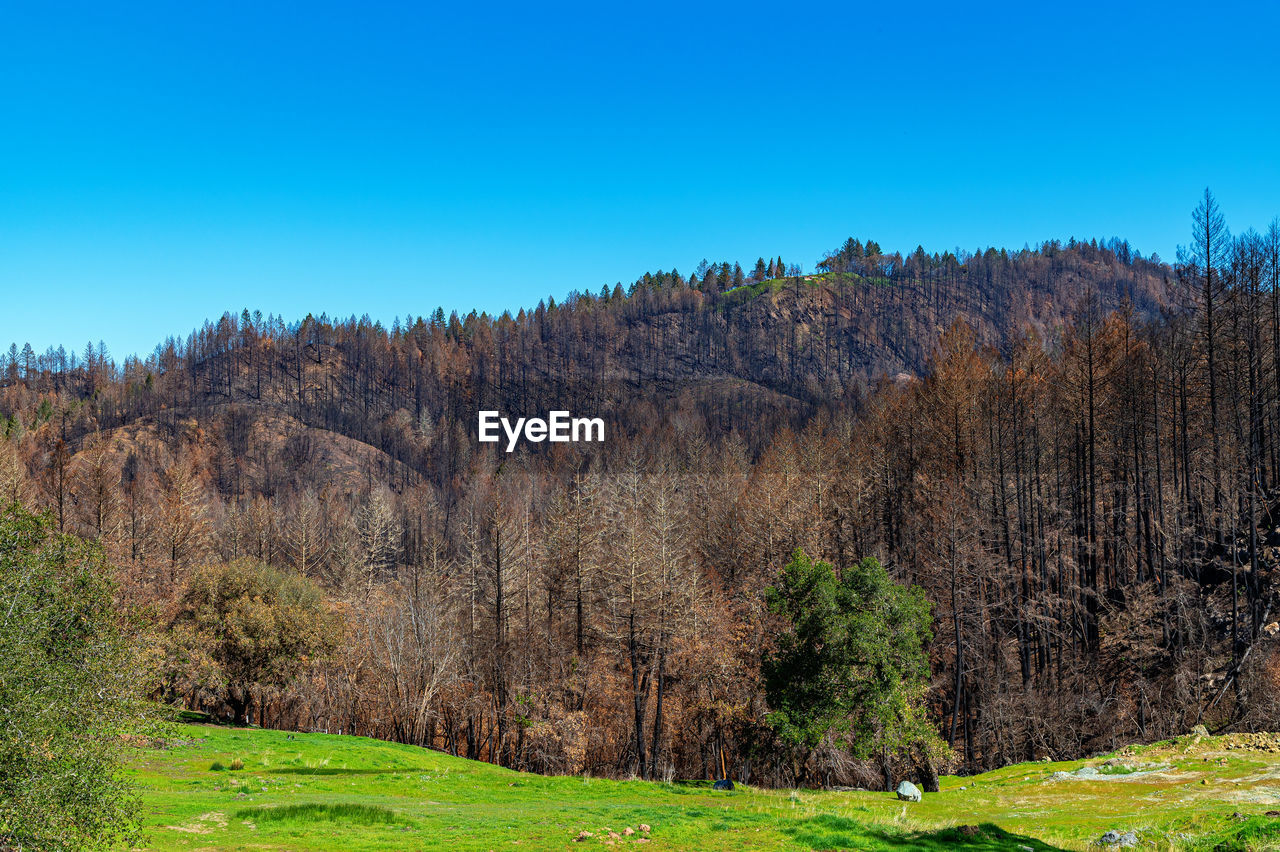 plant, tree, wilderness, land, landscape, environment, sky, nature, mountain, scenics - nature, natural environment, meadow, beauty in nature, blue, forest, pine tree, grass, clear sky, no people, pinaceae, coniferous tree, pine woodland, non-urban scene, autumn, woodland, tranquility, field, green, tranquil scene, leaf, plateau, ridge, outdoors, sunny, travel destinations, travel, valley, day, growth, mountain range, plain, tourism, grassland, animal wildlife, rural area