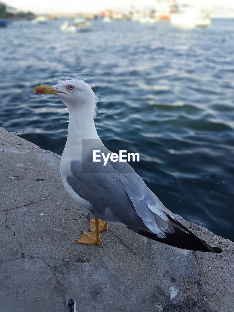 SEAGULL PERCHING ON WATER