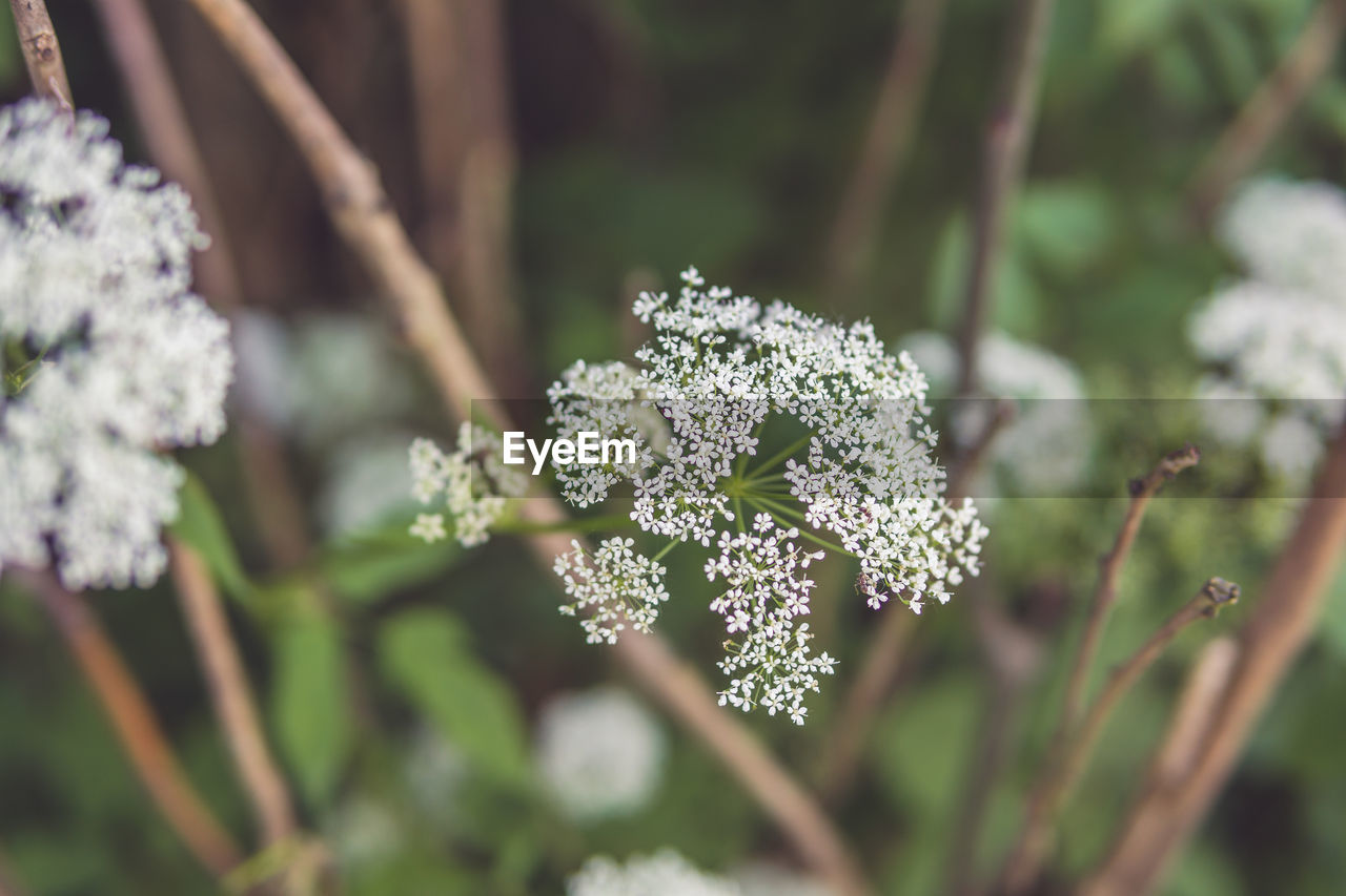 Close-up of snow on plant