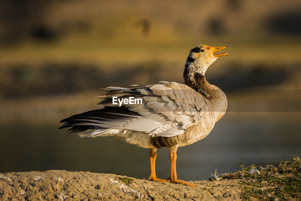 BIRD PERCHING ON A LAND