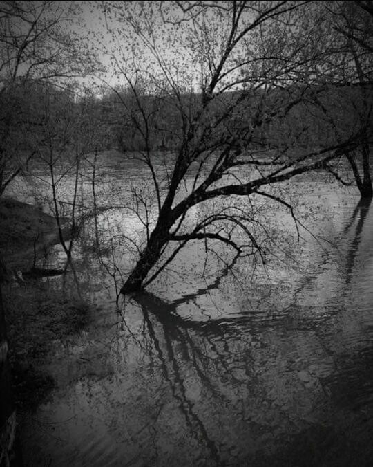 REFLECTION OF TREES IN LAKE