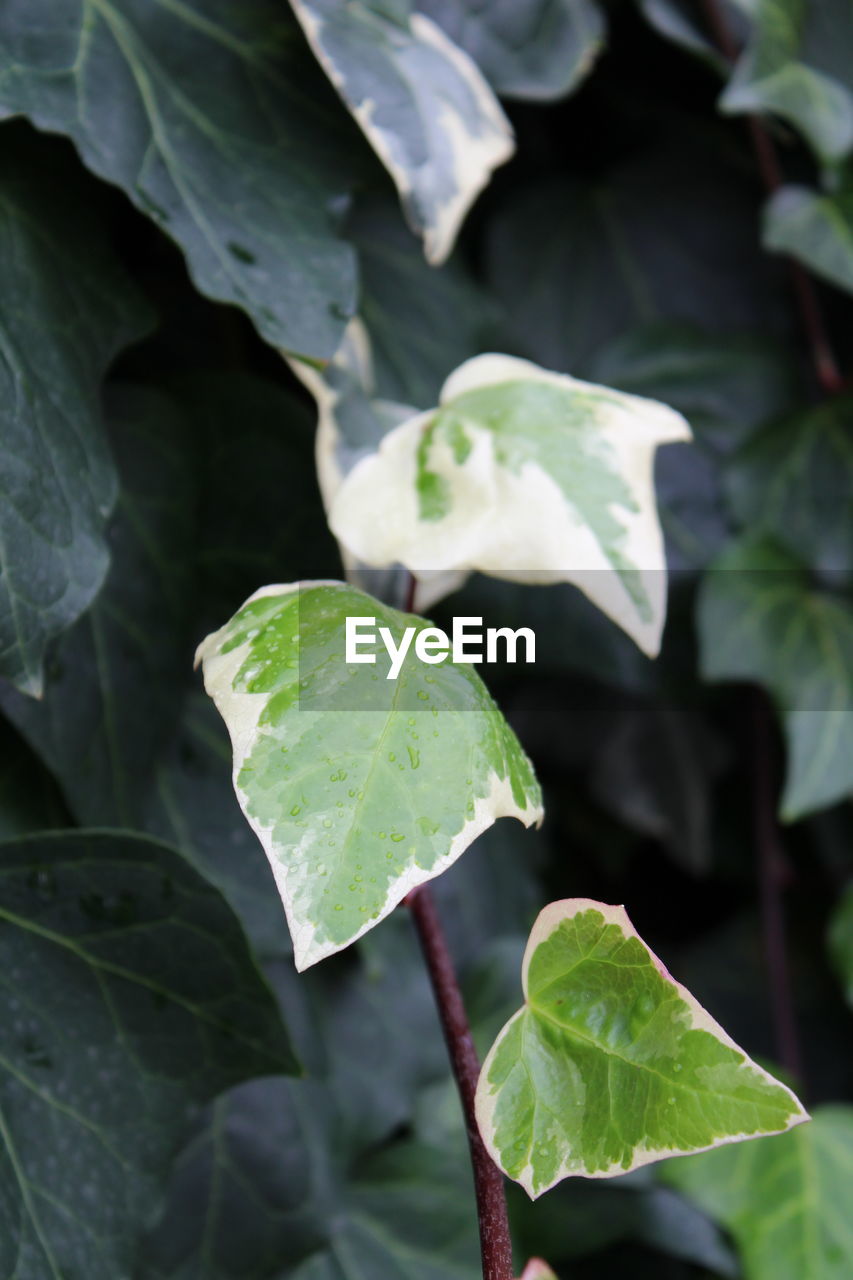 CLOSE-UP OF GREEN LEAVES