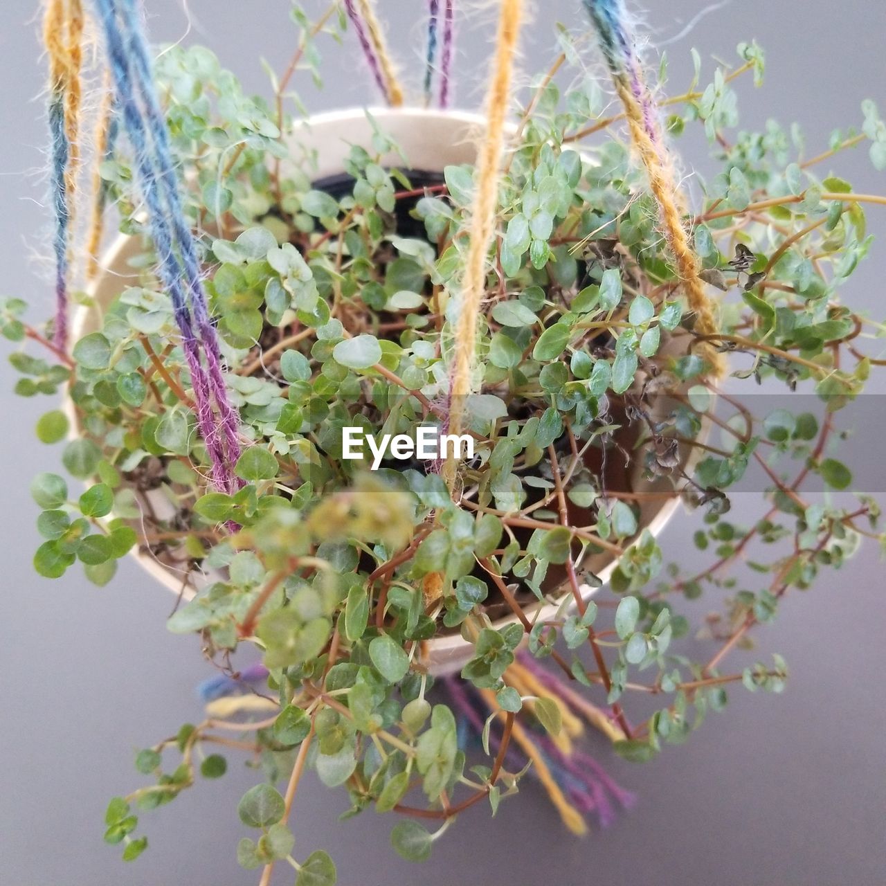 CLOSE-UP OF FLOWERING PLANTS HANGING FROM TREE