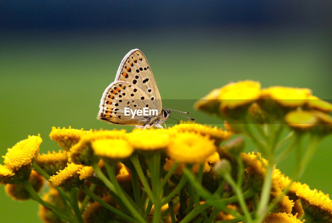 Close-up of butterfly on yellow flowers