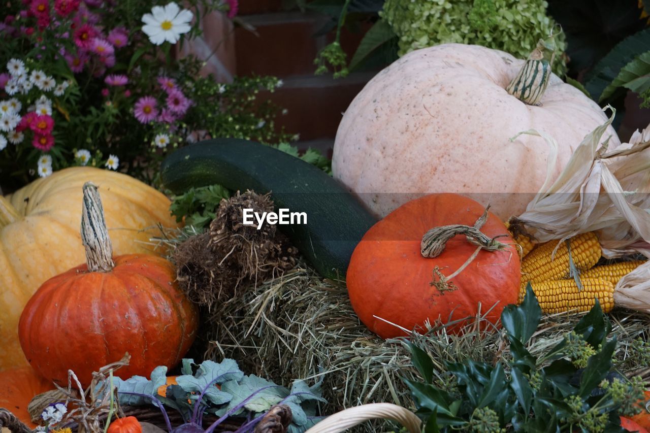 CLOSE-UP OF PUMPKINS IN GARDEN