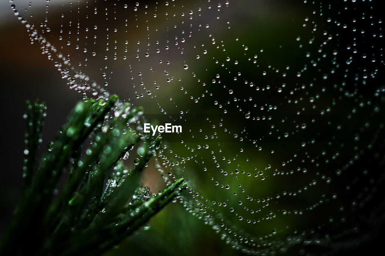 Close-up of raindrops on spider web