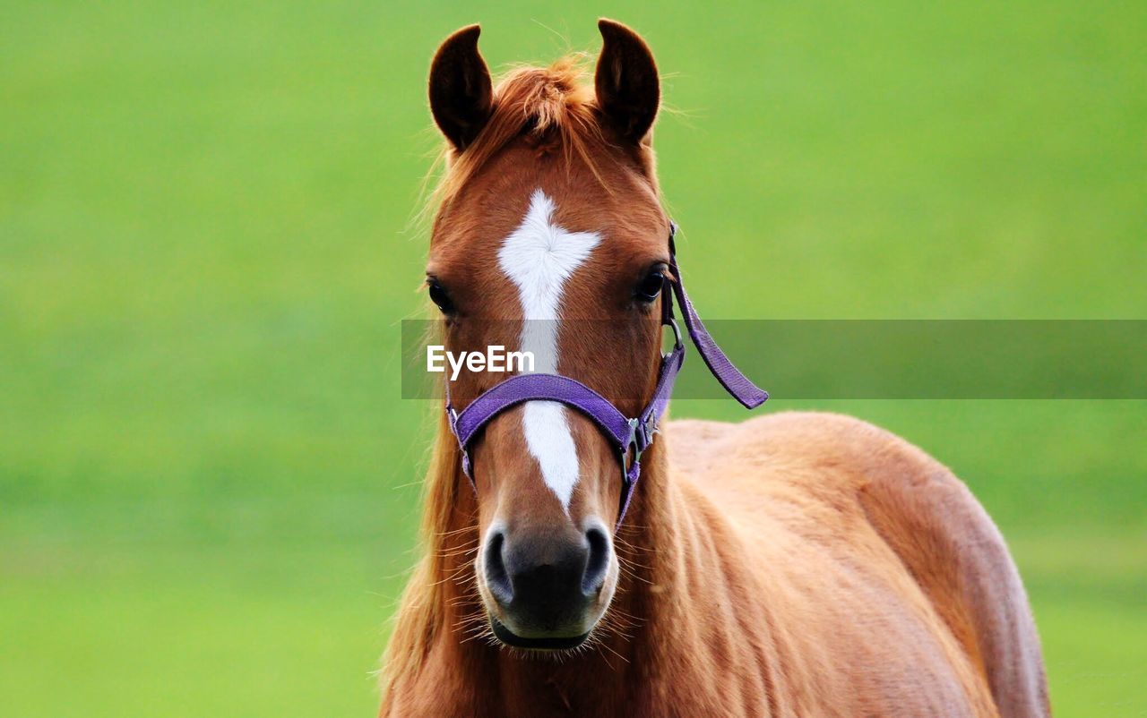 PORTRAIT OF HORSE