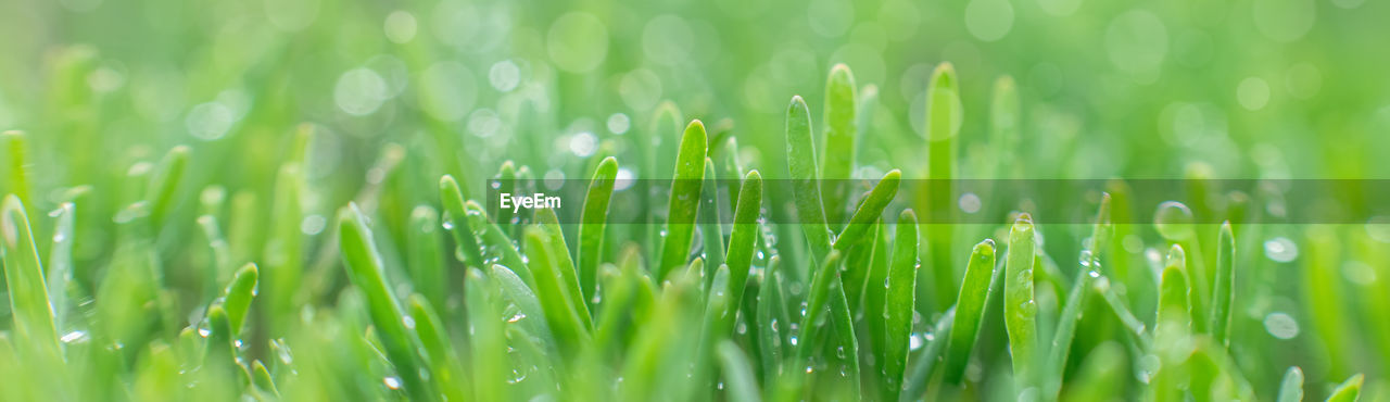 plant, green, grass, nature, grassland, backgrounds, beauty in nature, growth, field, no people, blade of grass, wet, freshness, environment, drop, land, selective focus, lawn, moisture, springtime, close-up, water, summer, dew, meadow, full frame, wheatgrass, outdoors, landscape, vibrant color, tranquility, plant stem, plain, agriculture, rural scene, day, leaf, sunlight, defocused, environmental conservation, macro photography, lush foliage, macro, rain, foliage