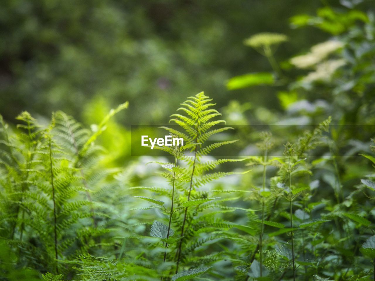 plant, green, growth, leaf, vegetation, plant part, nature, beauty in nature, ferns and horsetails, land, no people, flower, forest, tree, close-up, day, fern, environment, outdoors, freshness, selective focus, focus on foreground, rainforest, lush foliage, foliage, sunlight, field, tranquility, herb, branch, food and drink, environmental conservation, botany, food