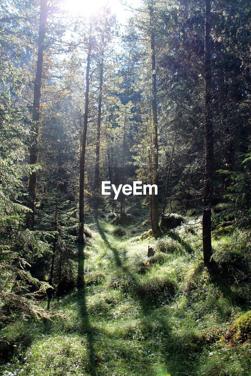 Trees growing in forest