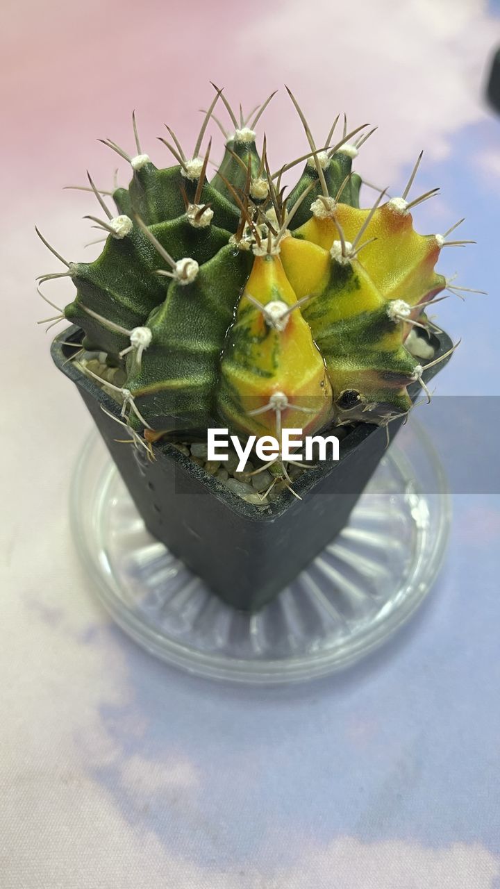 flower, food and drink, food, plant, cactus, healthy eating, floristry, green, nature, no people, freshness, produce, wellbeing, fruit, floral design, vegetable, herb, indoors, yellow
