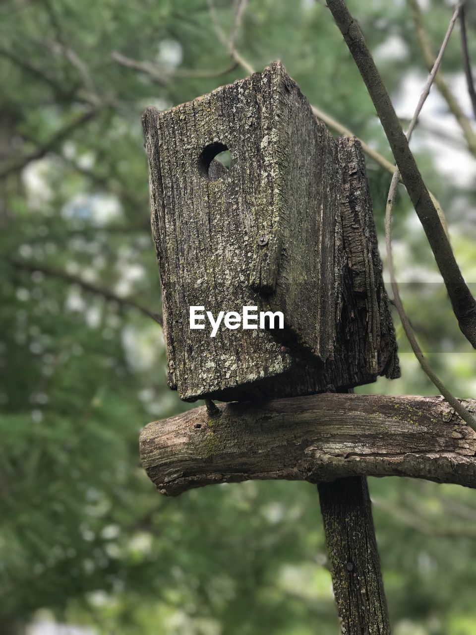 LOW ANGLE VIEW OF SNAKE ON TREE