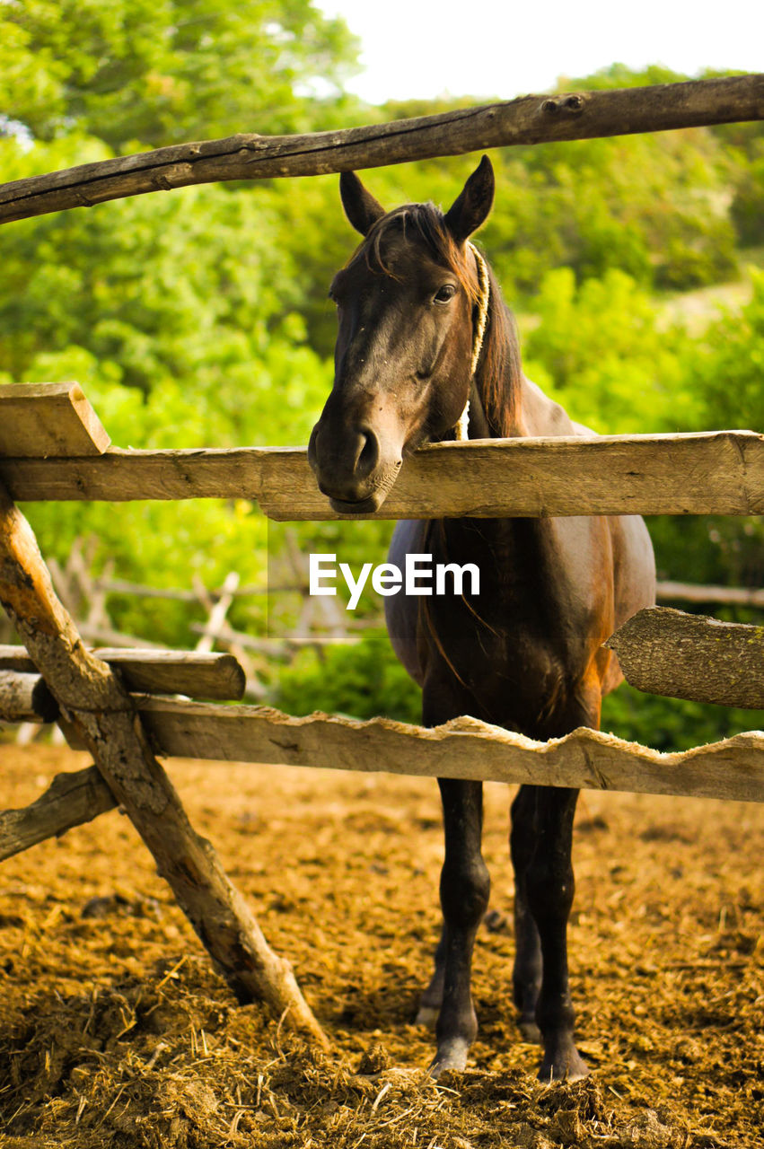 HORSE STANDING ON FIELD AGAINST FENCE