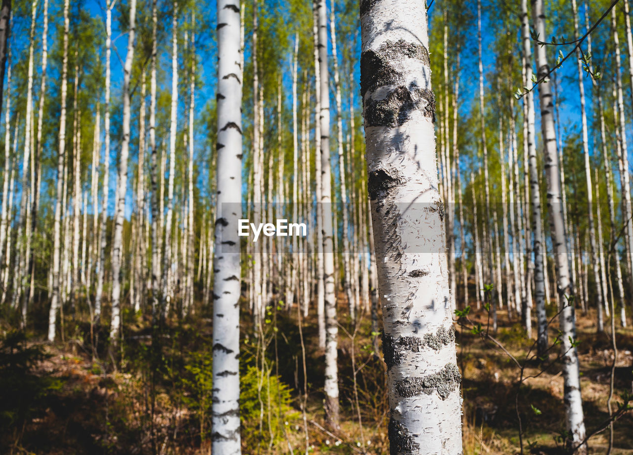 Trees in forest