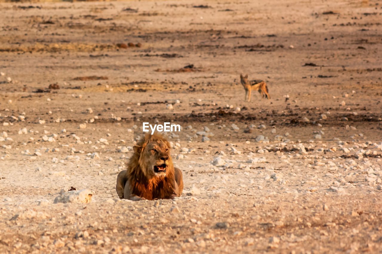 Lion on ground