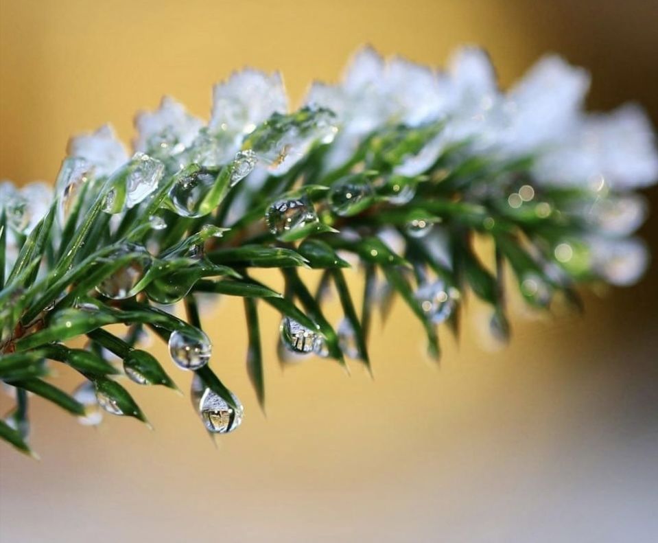 branch, plant, close-up, green, twig, macro photography, nature, flower, tree, christmas tree, no people, leaf, coniferous tree, plant part, celebration, selective focus, pine tree, beauty in nature, christmas, pinaceae, outdoors, focus on foreground, winter, growth, grass, rosemary, decoration, freshness, food and drink