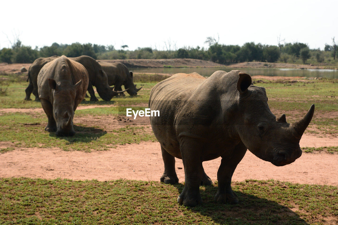 Rhinos in hlane royal national park. simunye. eswatini