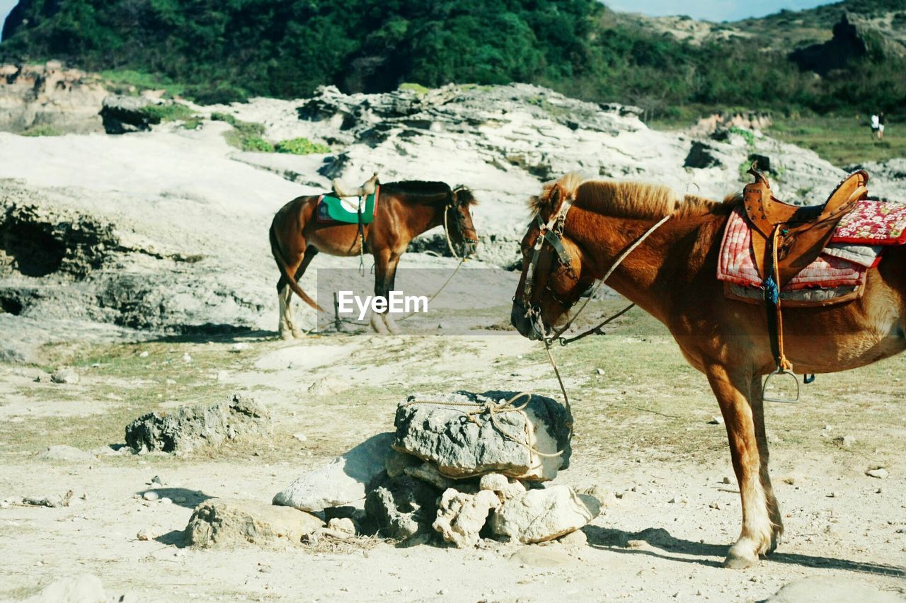 Horses standing in field