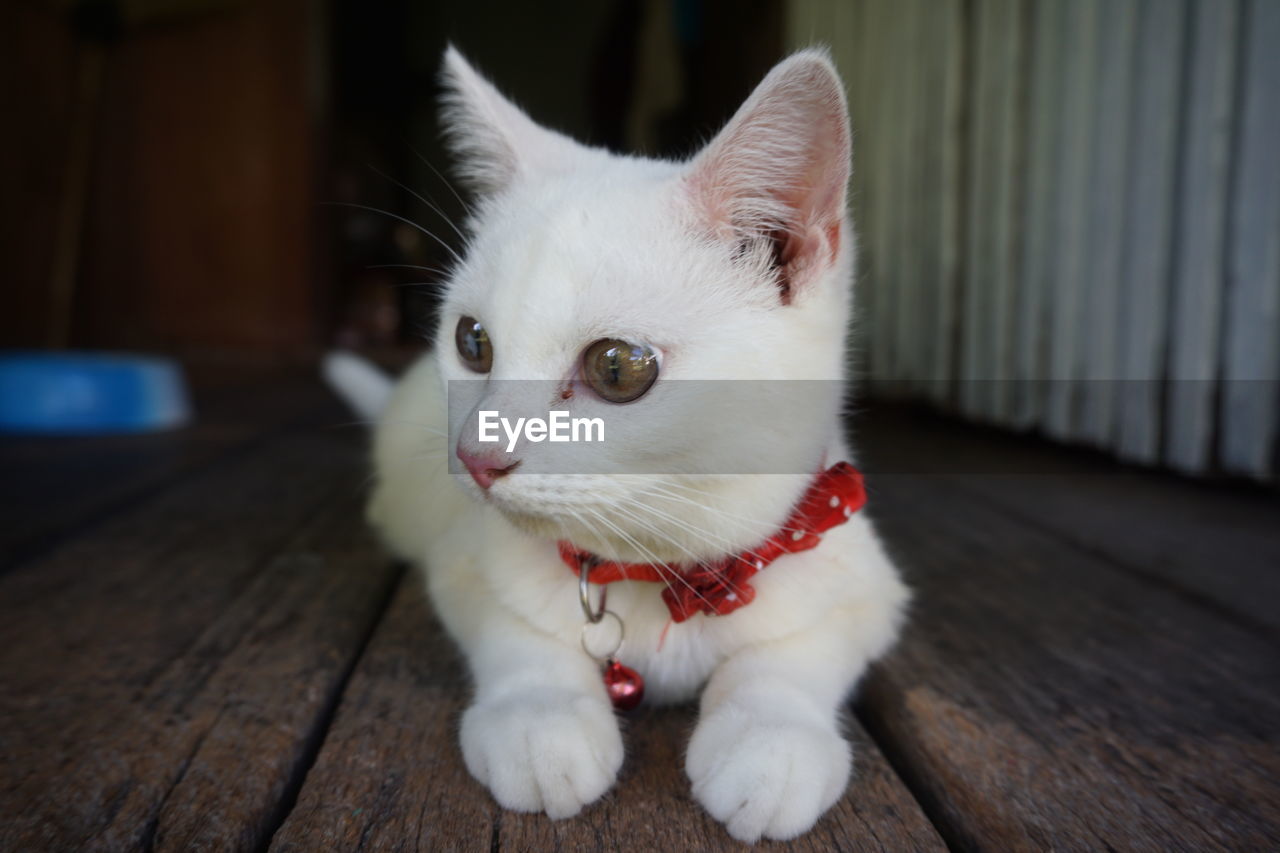 Close-up portrait of white cat