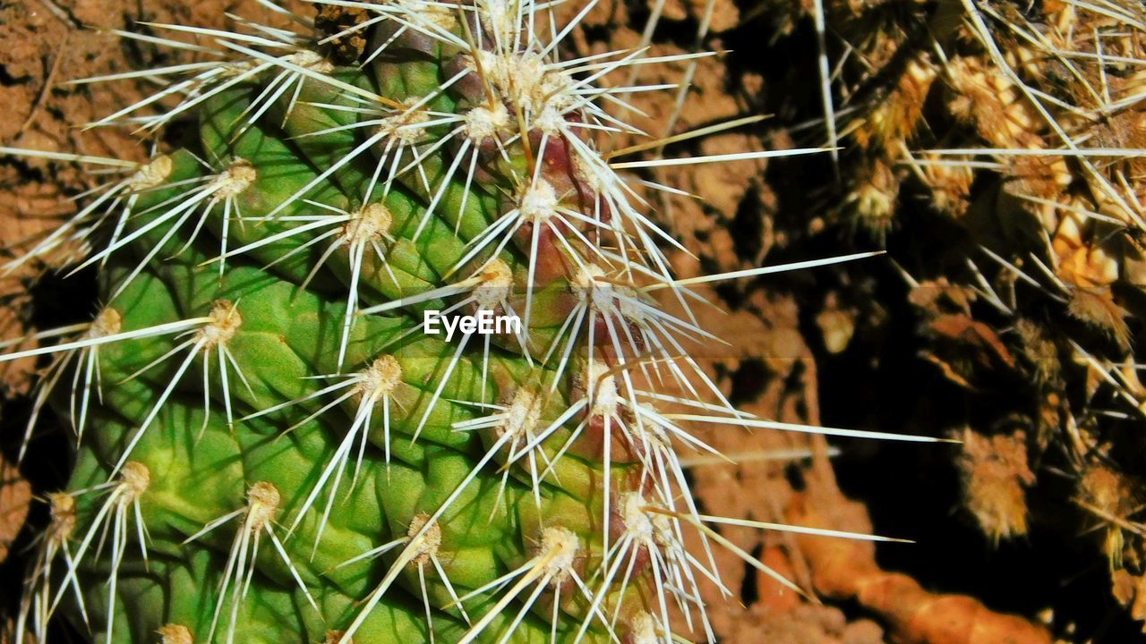 Close-up of cactus plant in field