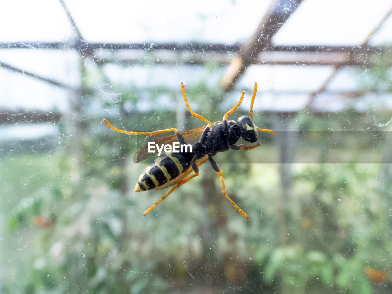 CLOSE-UP OF HOUSEFLY ON GLASS WINDOW