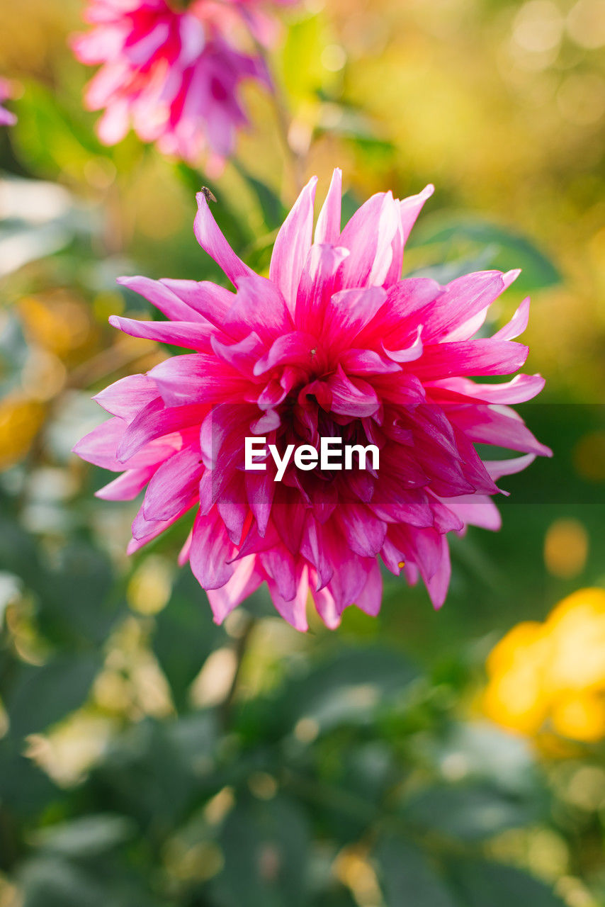flower, flowering plant, plant, beauty in nature, freshness, pink, close-up, petal, flower head, nature, dahlia, inflorescence, fragility, macro photography, magenta, focus on foreground, no people, growth, multi colored, summer, outdoors, springtime, blossom, plant part, vibrant color, leaf