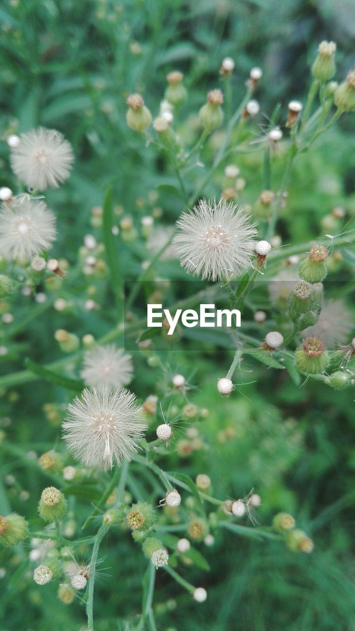 CLOSE-UP OF FLOWERS