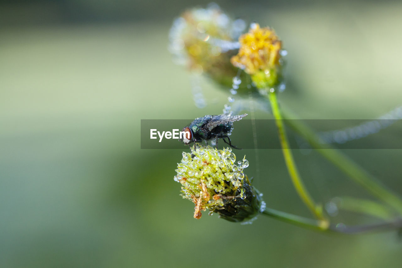 CLOSE-UP OF HOUSEFLY ON FLOWER