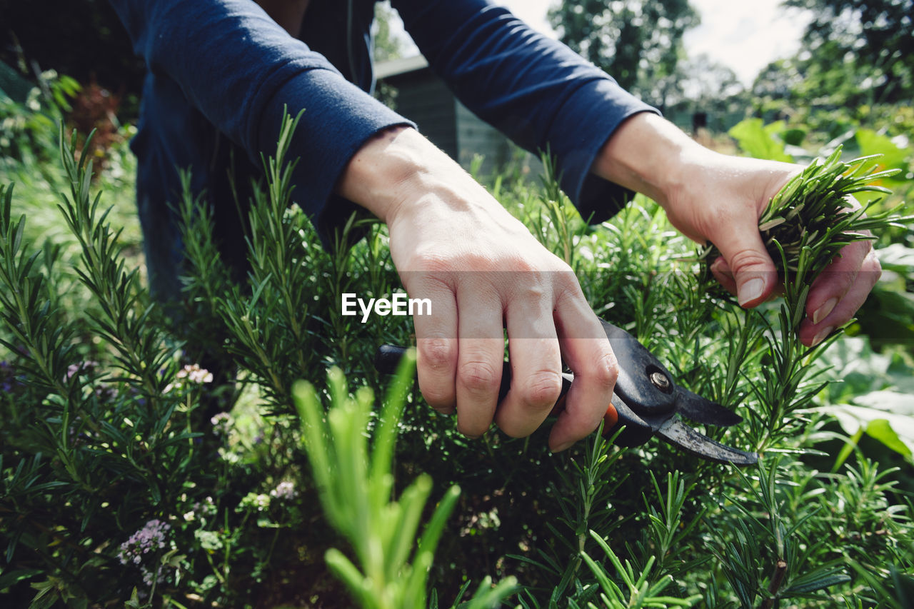 Close-up of woman picking herbs