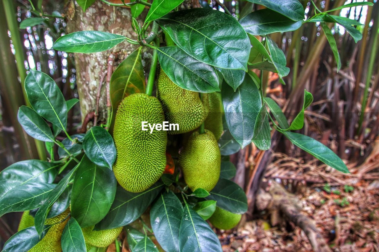 CLOSE-UP OF FRESH GREEN PLANT