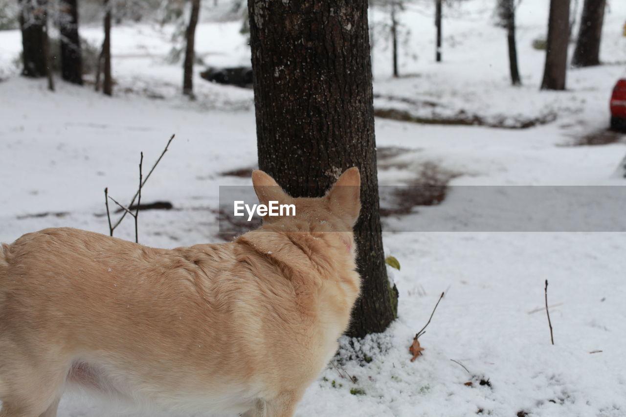 White dog navigating through snowy ground