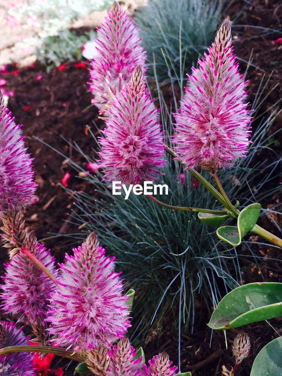 CLOSE-UP OF PURPLE FLOWERS