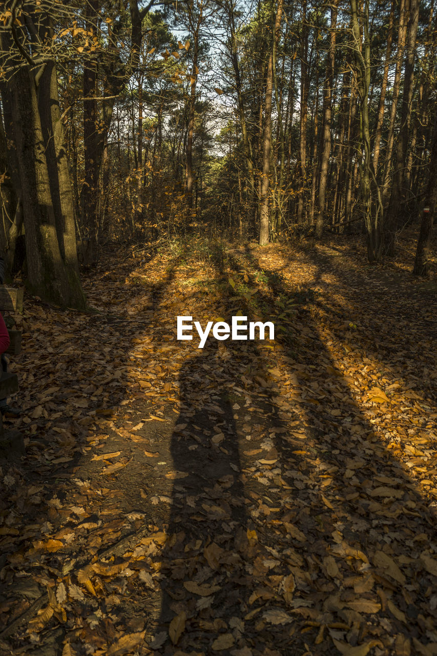 SHADOW OF TREE TRUNKS IN FOREST