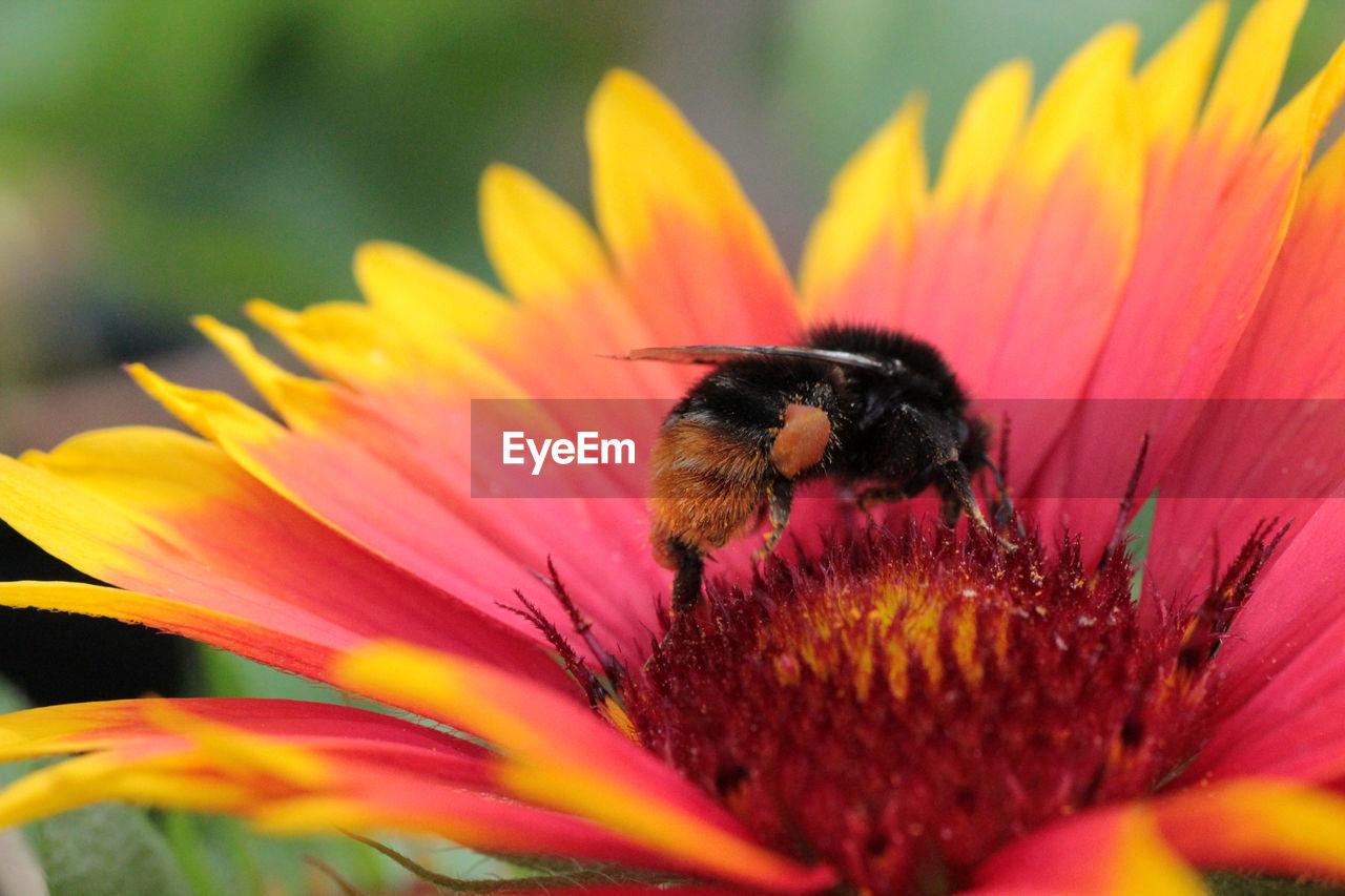 CLOSE-UP OF BEE POLLINATING FLOWER