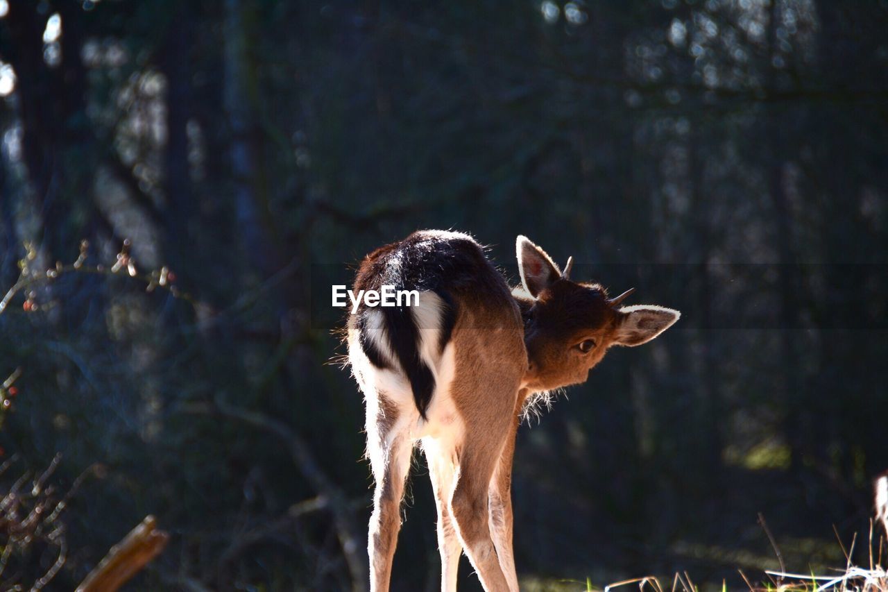 Rear view of deer against blurred background