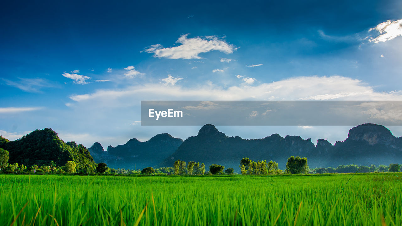 Scenic view of agricultural field against sky