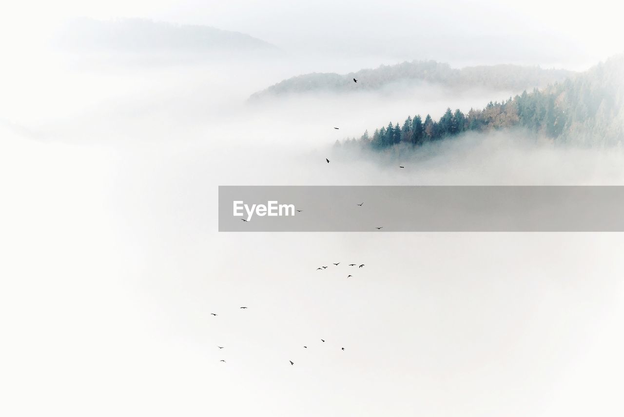 Birds flying over mountains in foggy weather