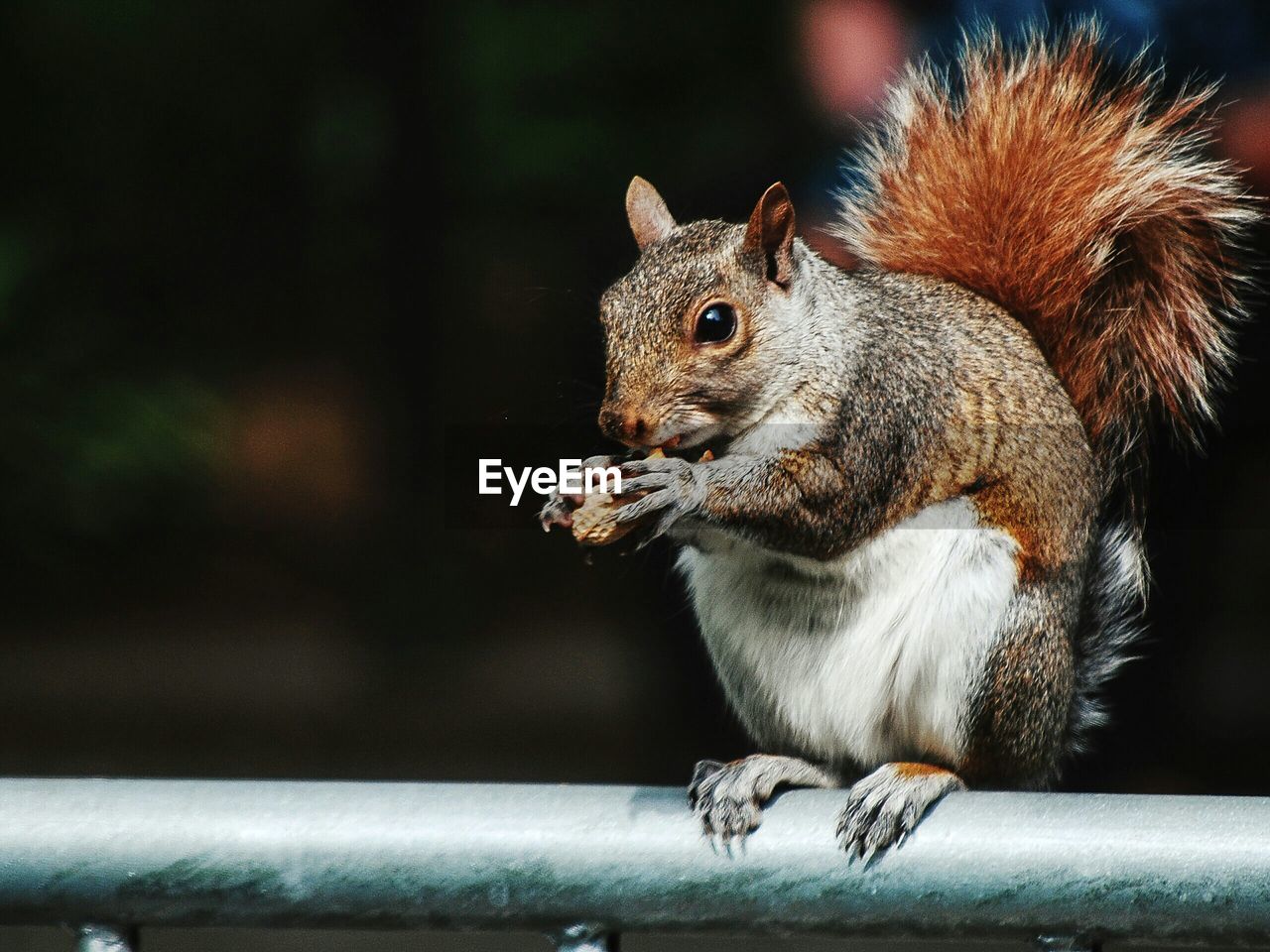 Close-up of squirrel holding peanut
