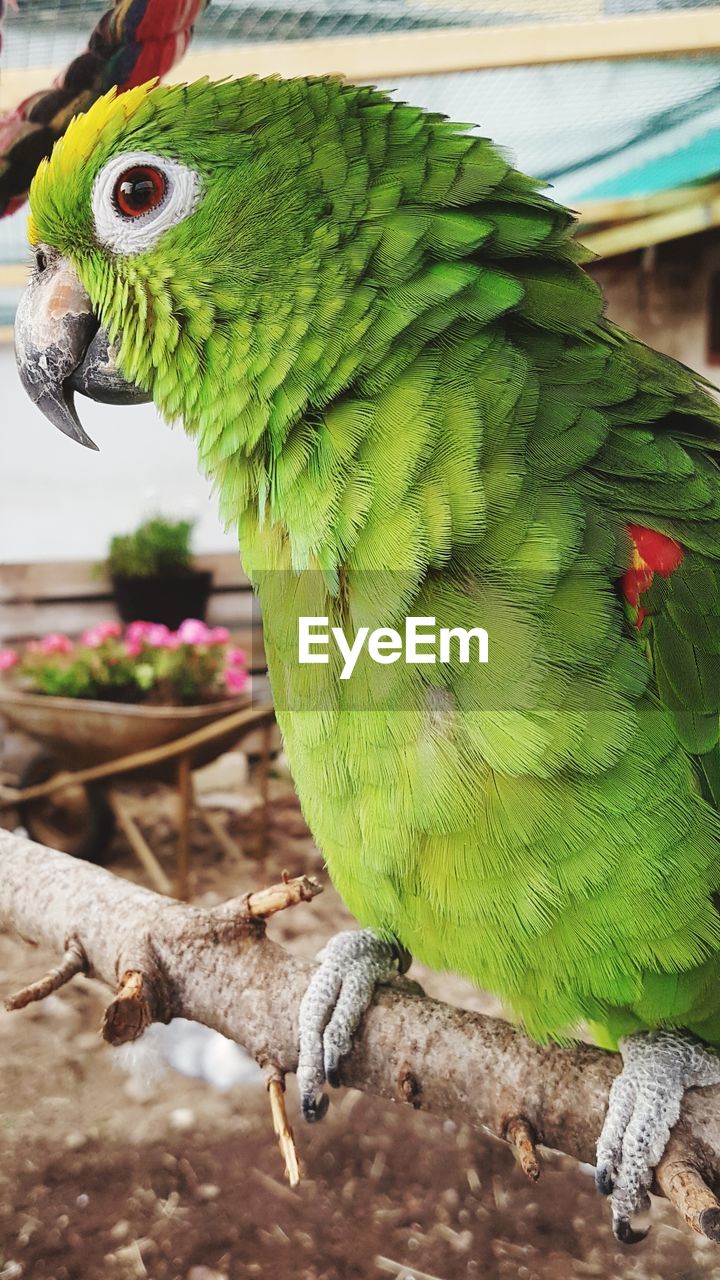 CLOSE-UP OF A BIRD PERCHING ON PLANT