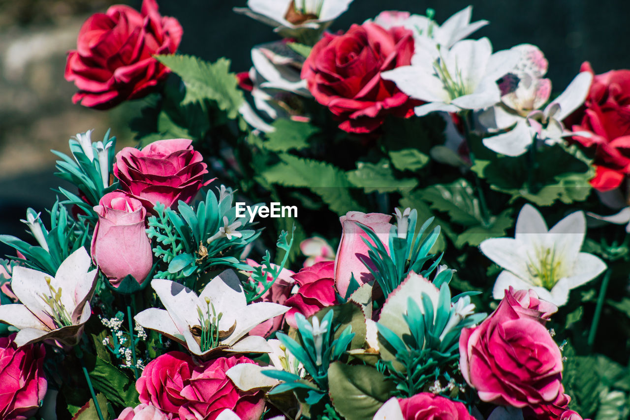 CLOSE-UP OF PINK ROSES