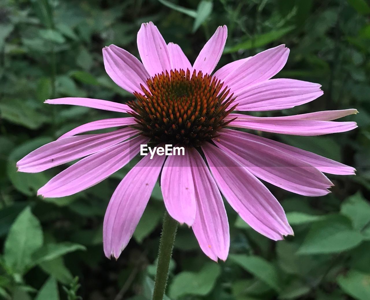 CLOSE-UP OF PURPLE CONEFLOWER