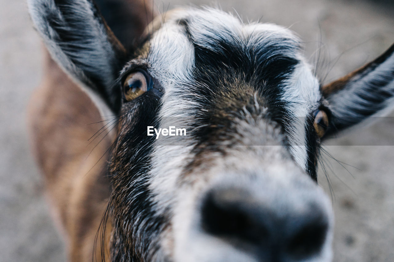 CLOSE-UP PORTRAIT OF A GOAT