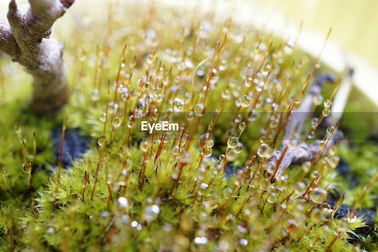 Dew drops on moss