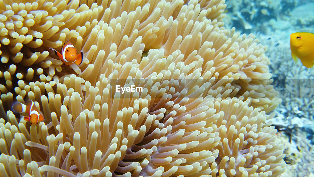 Clown fish and sea anemone, natural symbiosis. coral reef with fishes. 