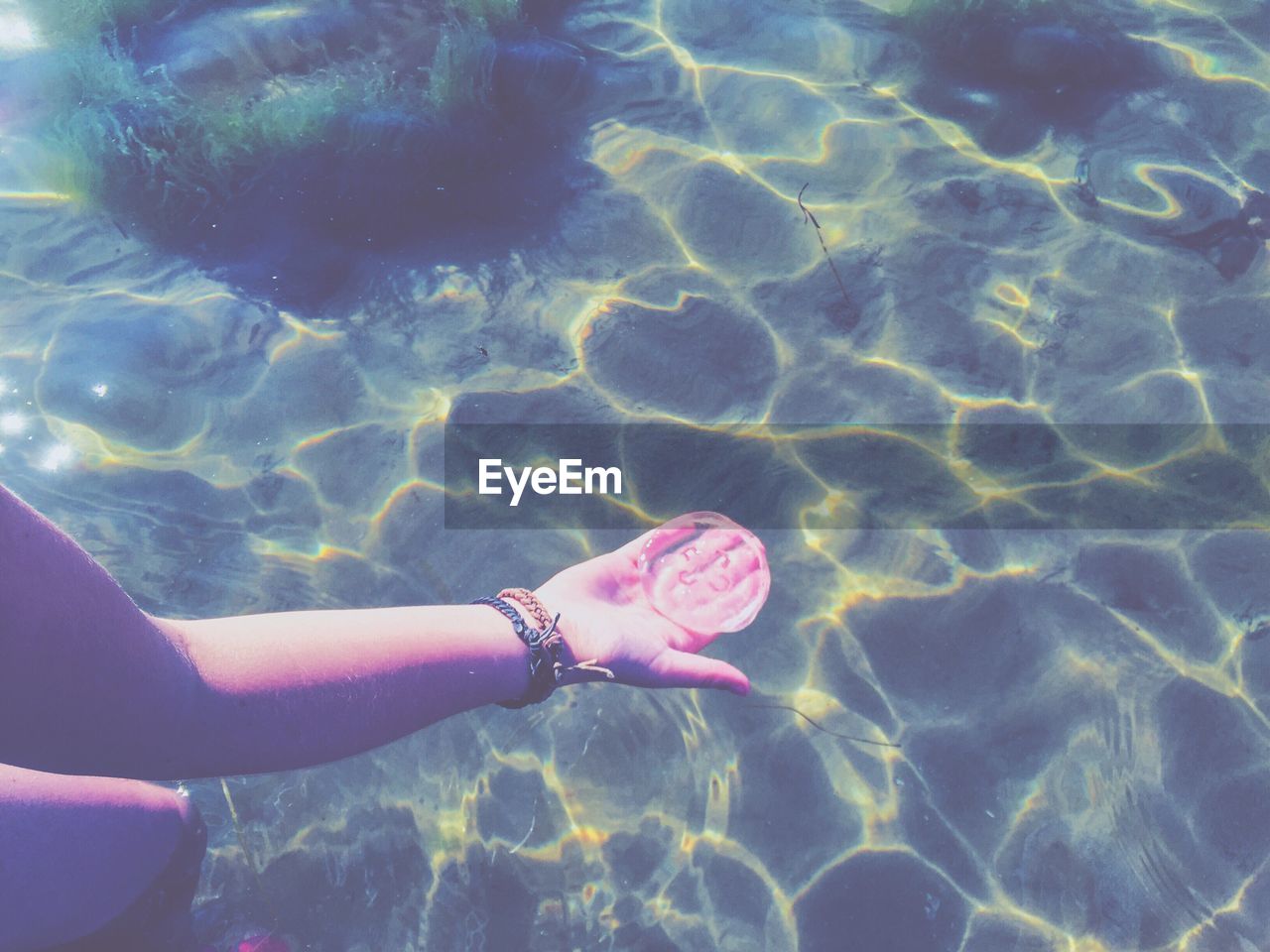 High angle view of jellyfish in human hand