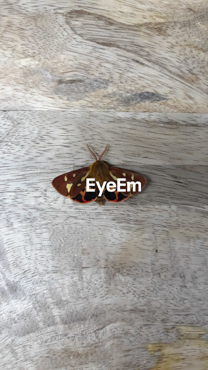 CLOSE-UP OF BUTTERFLY ON DRY LEAF