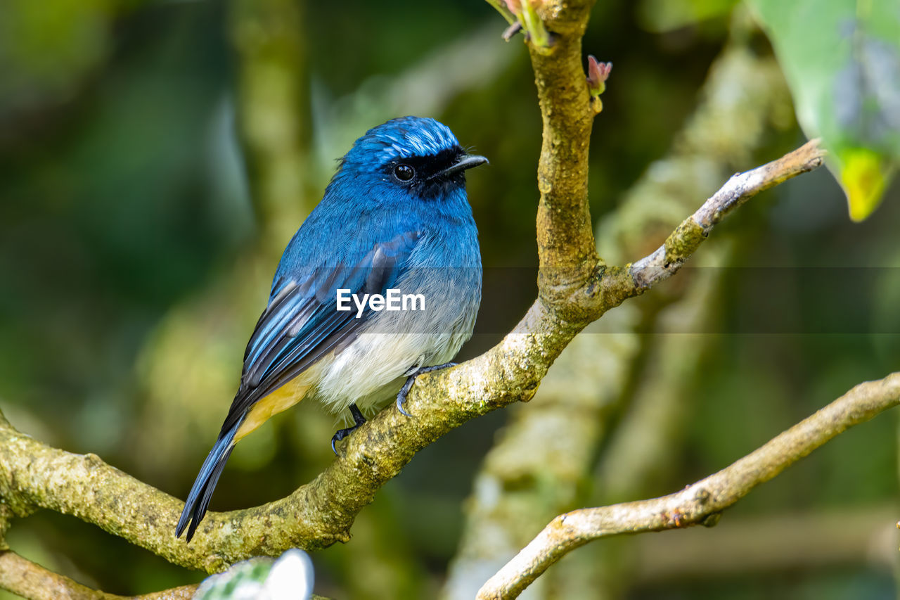 CLOSE-UP OF A BIRD PERCHING ON BRANCH