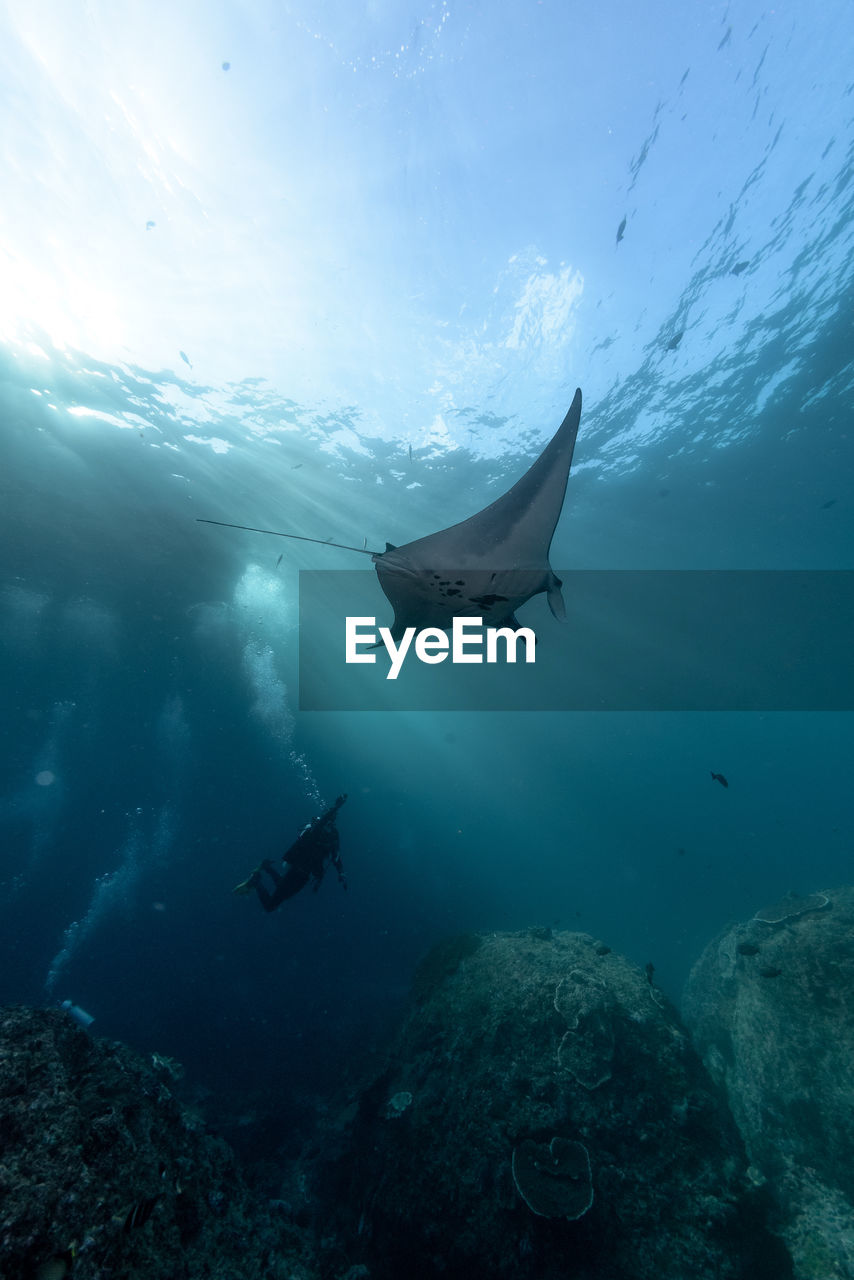 Low angle view of person scuba diving in sea